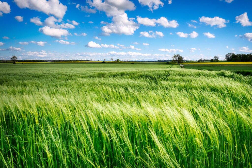 field, grass, rural, meadow, wind, farm, farmland, cropland, agriculture, countryside, landscape, nature, sky, clouds, spring, bavaria, wind, wind, wind, farm, farm, farm, farm, farm, agriculture, agriculture, agriculture, agriculture, spring