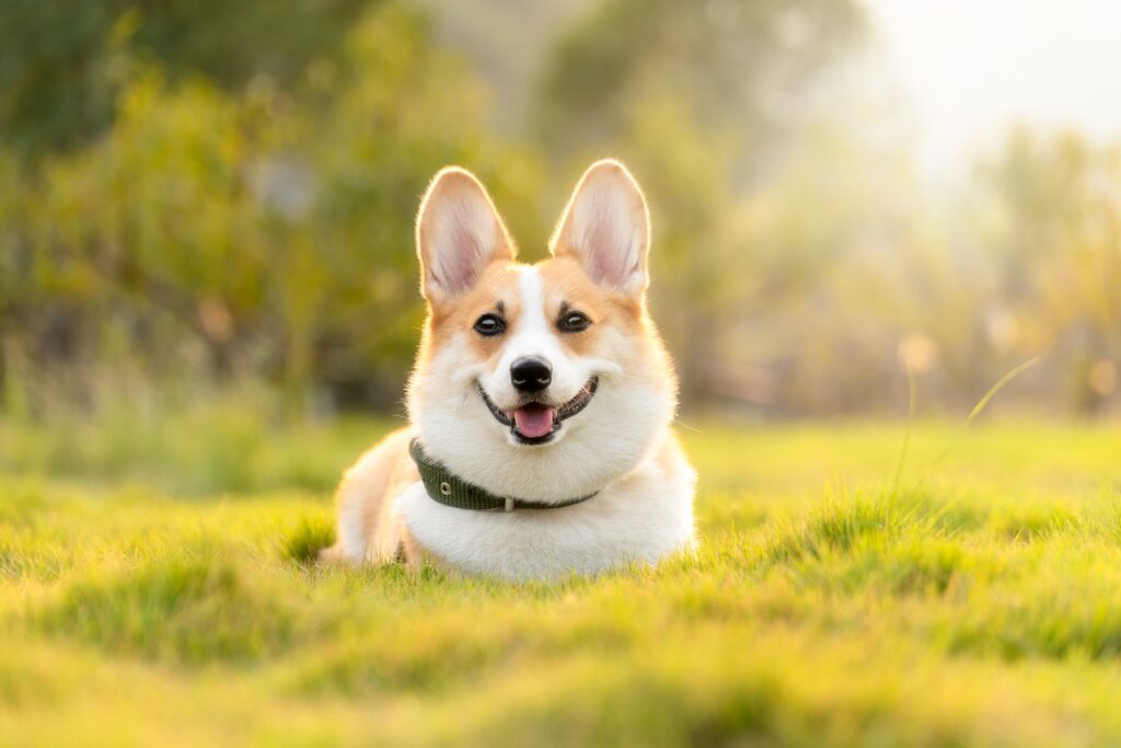 dog, corgi, nature, cute, animal, dog, dog, dog, pet, dog, dog, corgi